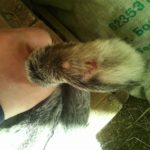 Заболевание лап у кроликов