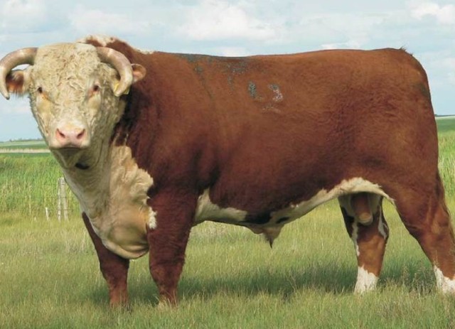 11 лучших мясных пород коров: каких быков взять на откорм