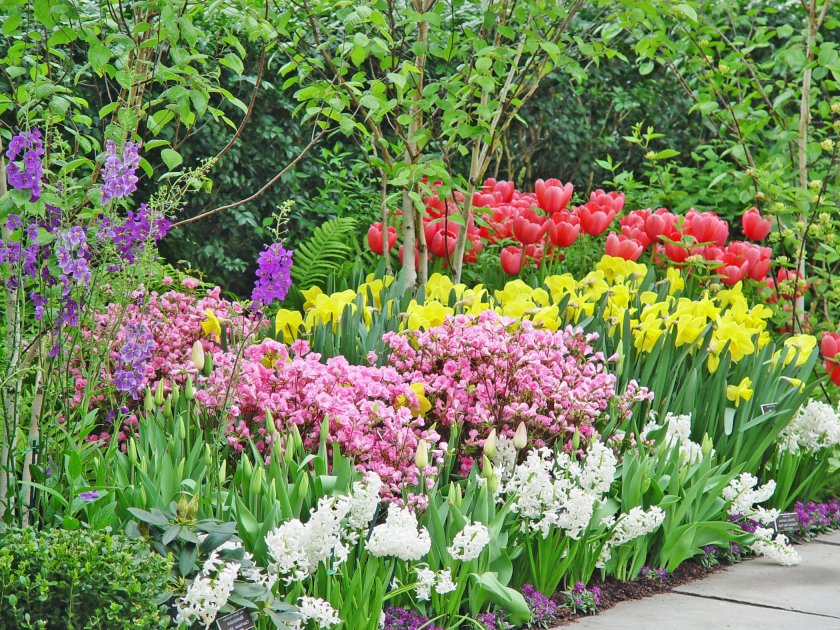 Луковичные садовые цветы — Самые популярные идеи для оригинального декора