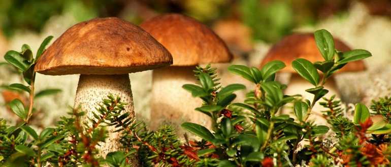 Сколько можно хранить замороженные грибы в морозилке