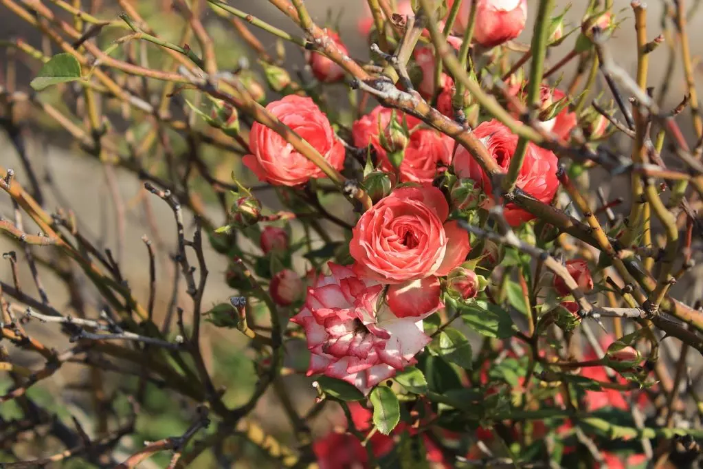 Подготовка розы к зиме — правила обрезки и чем укрыть розы на зиму
