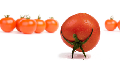 Битва томатов, или какой сорт помидоров выбрать для выращивания