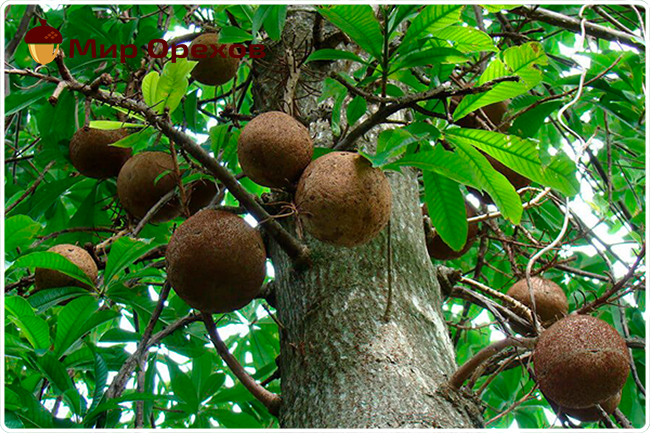 дерево с орехами