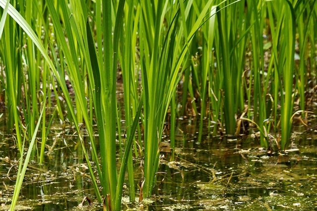 Аир болотный: лечебные свойства и противопоказания
