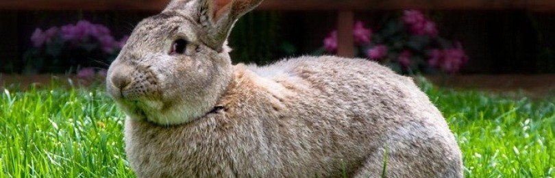Порода кроликов бельгийский великан