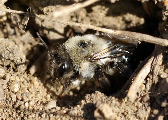 Земляные пчелы описание как добыть мед