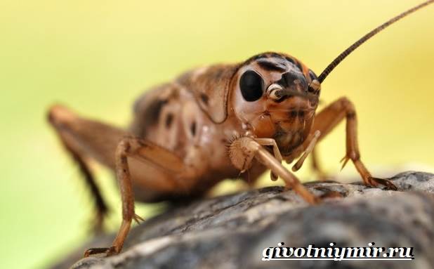 Сверчок-насекомое-Образ-жизни-и-среда-обитания-сверчка-4