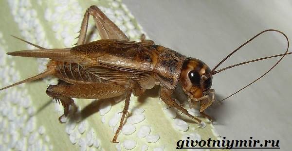Сверчок-насекомое-Образ-жизни-и-среда-обитания-сверчка-5