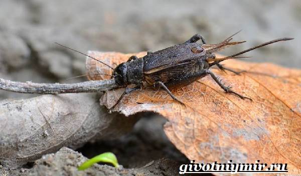 Сверчок-насекомое-Образ-жизни-и-среда-обитания-сверчка-6