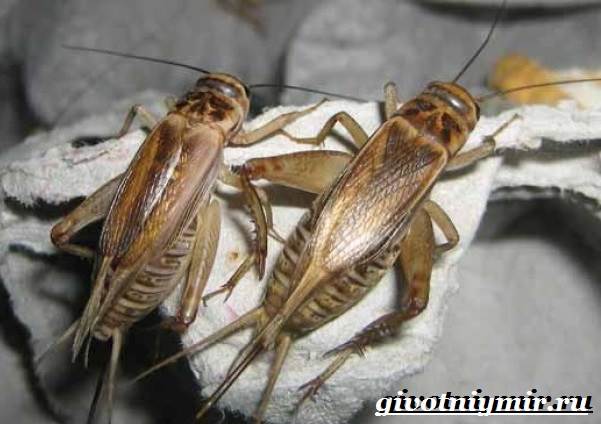 Сверчок-насекомое-Образ-жизни-и-среда-обитания-сверчка-7