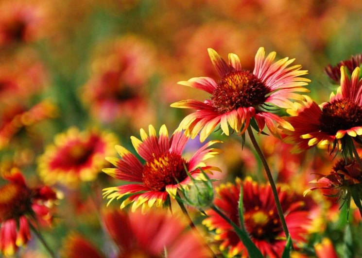 Однолетние цветы: 110 фото дизайна клумбы, правила ухода, посадка и выращивание цветов