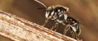 Как правильно разводить пчел