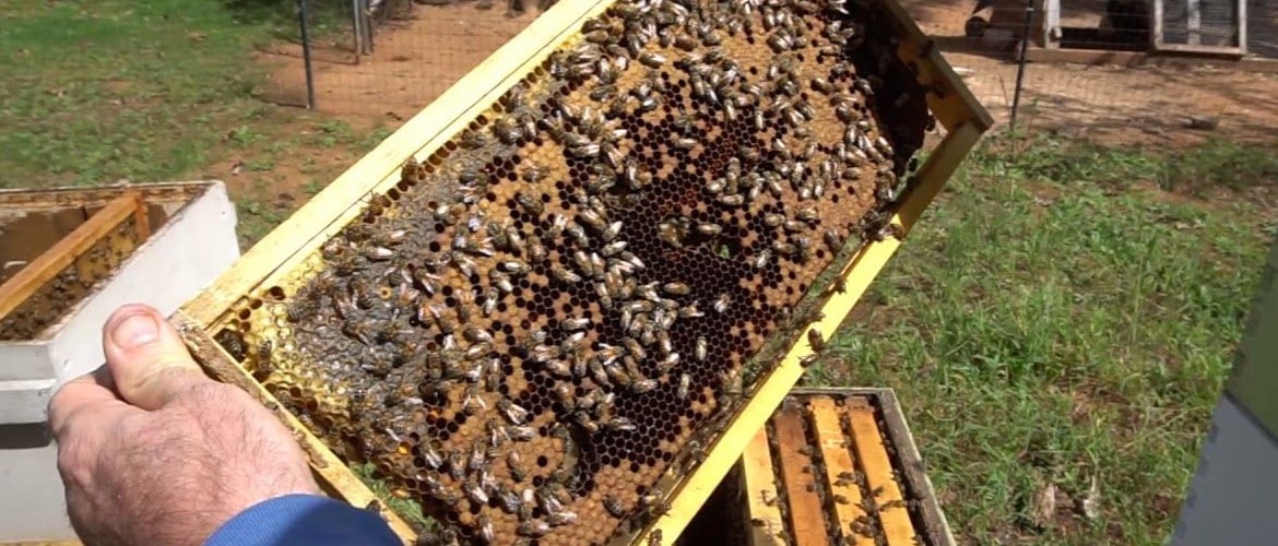 Как правильно разводить пчел