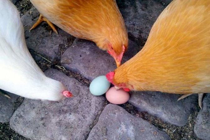 Куры кушают яйца