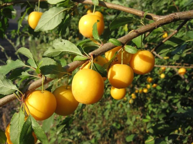 Крупные плоды сливы ярко желтого цвета на ветке взрослого дерева