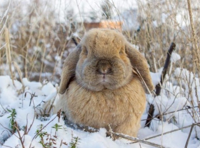Оптимальная температура для содержания кроликов