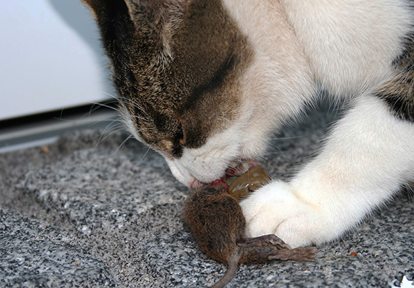 Кошка может заболеть Содоку, если съест больную крысу