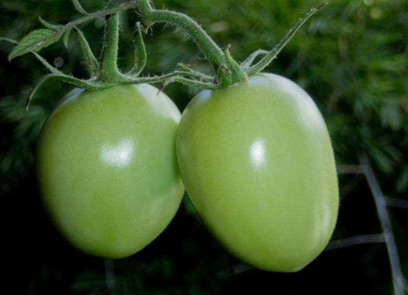 Как консервировать зеленые помидоры в банках вкусно