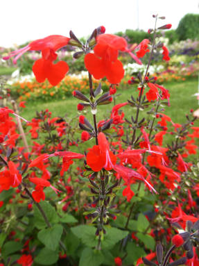 альвия ярко-красная (Salvia coccinea) Jewel Red
