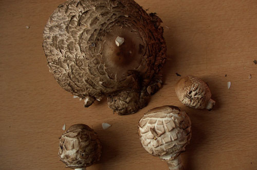 Молодые грибы-зонтики