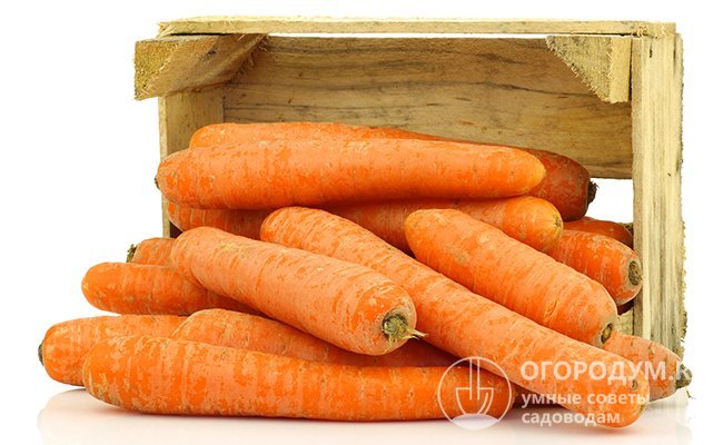 Как правильно хранить морковь в погребе