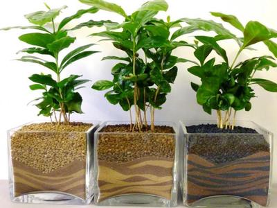 Выращивание кофейного дерева в домашних условиях