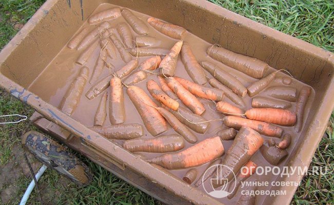 Хранение морковь в глине
