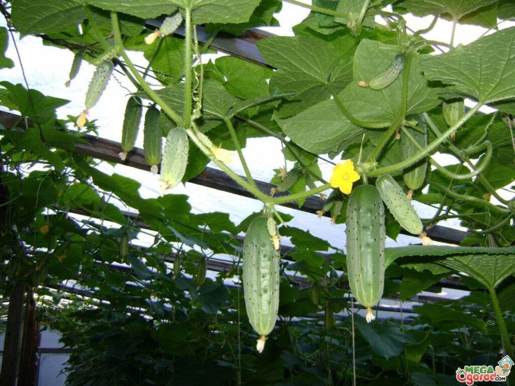 Огурцов, которые можно выращивать в теплице летом и зимой