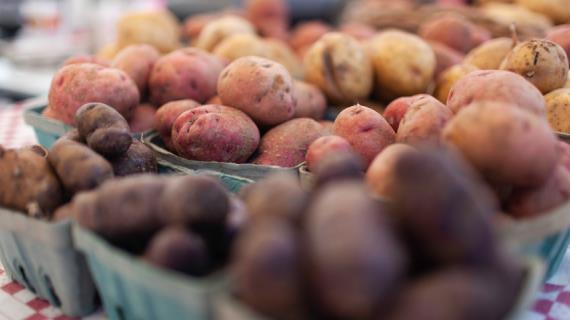 Разновидности среднеспелого сорта картофеля: описание с фото, советы по уходу и посадке