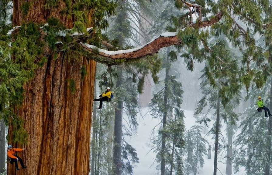Самые высокие виды деревьев в мире