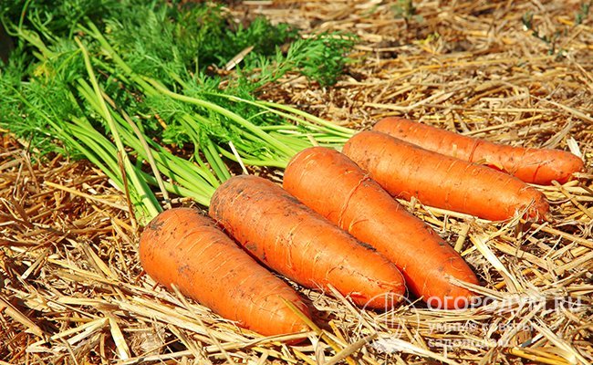 Просушите морковь