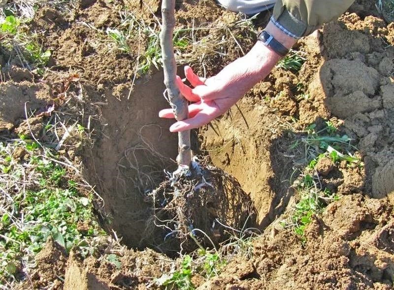 Как приготовить яму для посадки яблони весной