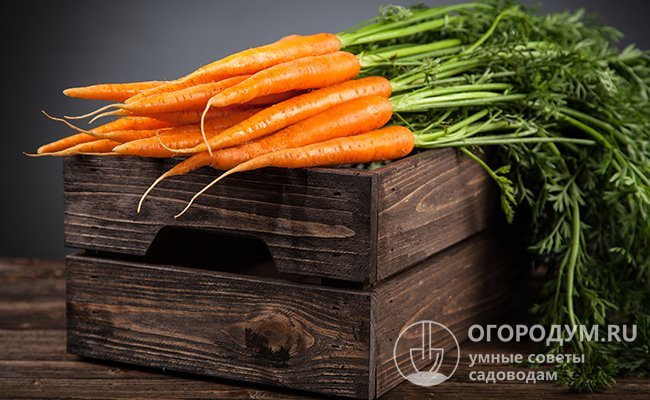 Ящики для хранения моркови