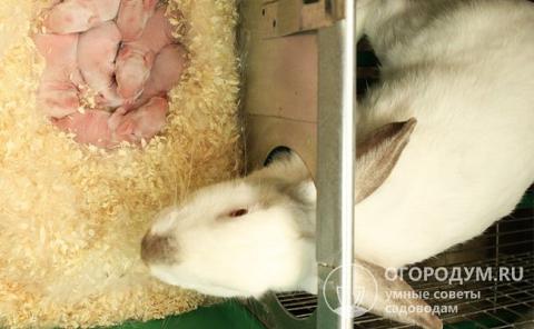 В жилище для крольчихи с потомством размещают маточник