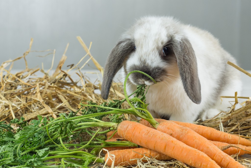 Чем нужно кормить крольчиху после окрола