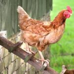 Курица Ломан Браун-лайт